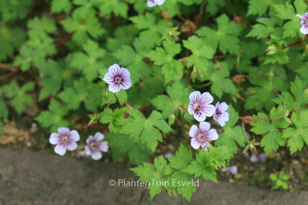 Geranium wallichianum 'Crystal Lake'
