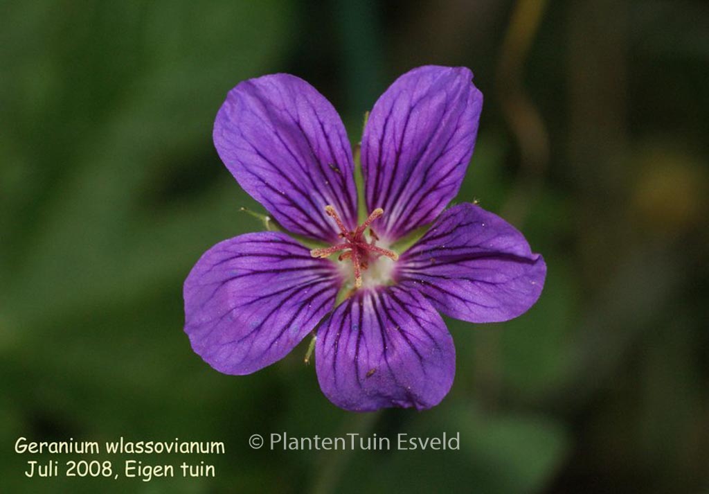 Geranium wlassovianum