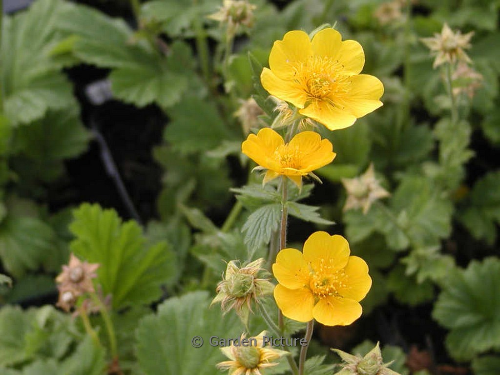 Geum 'Georgenberg'