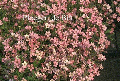 Gypsophila repens 'Rosa Schoenheit'