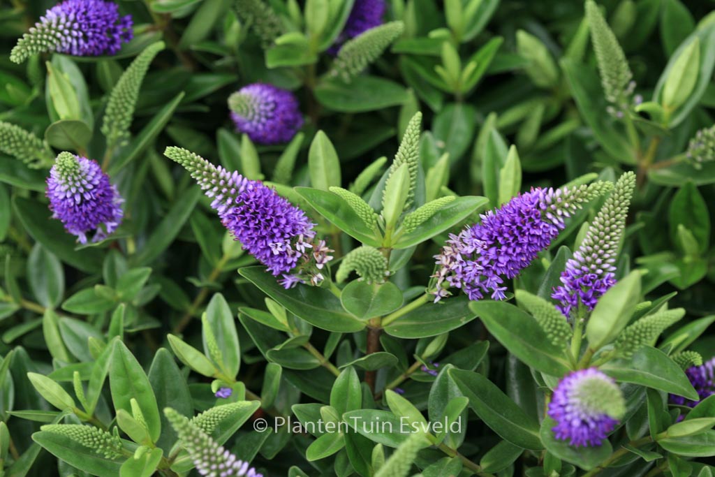 Hebe 'Zakira' (HEBEDONNA BRITTA)
