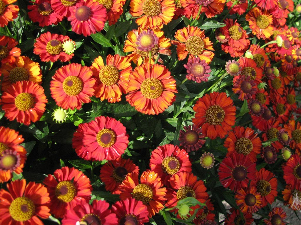 Helenium 'Hot Lava'