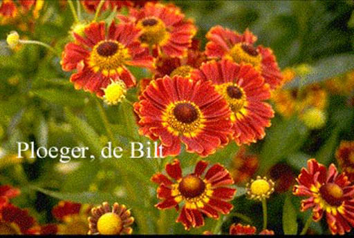 Helenium 'Koenigstiger'