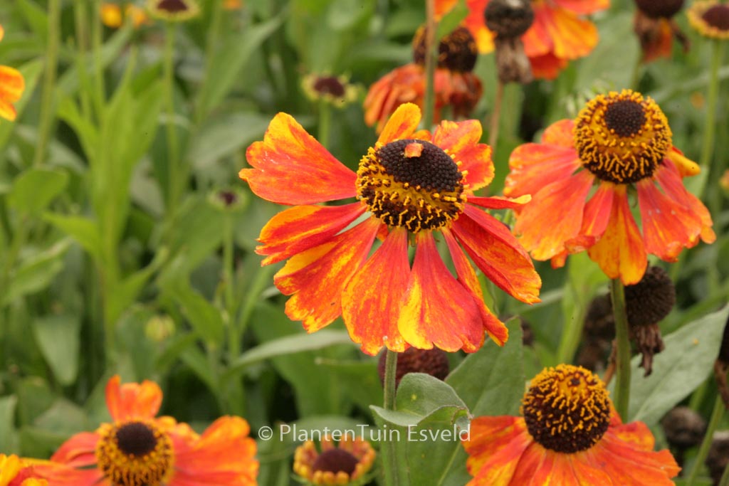 Helenium 'Luc'