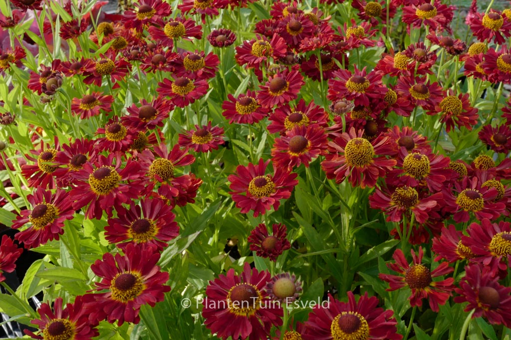 Helenium 'Ranchera'