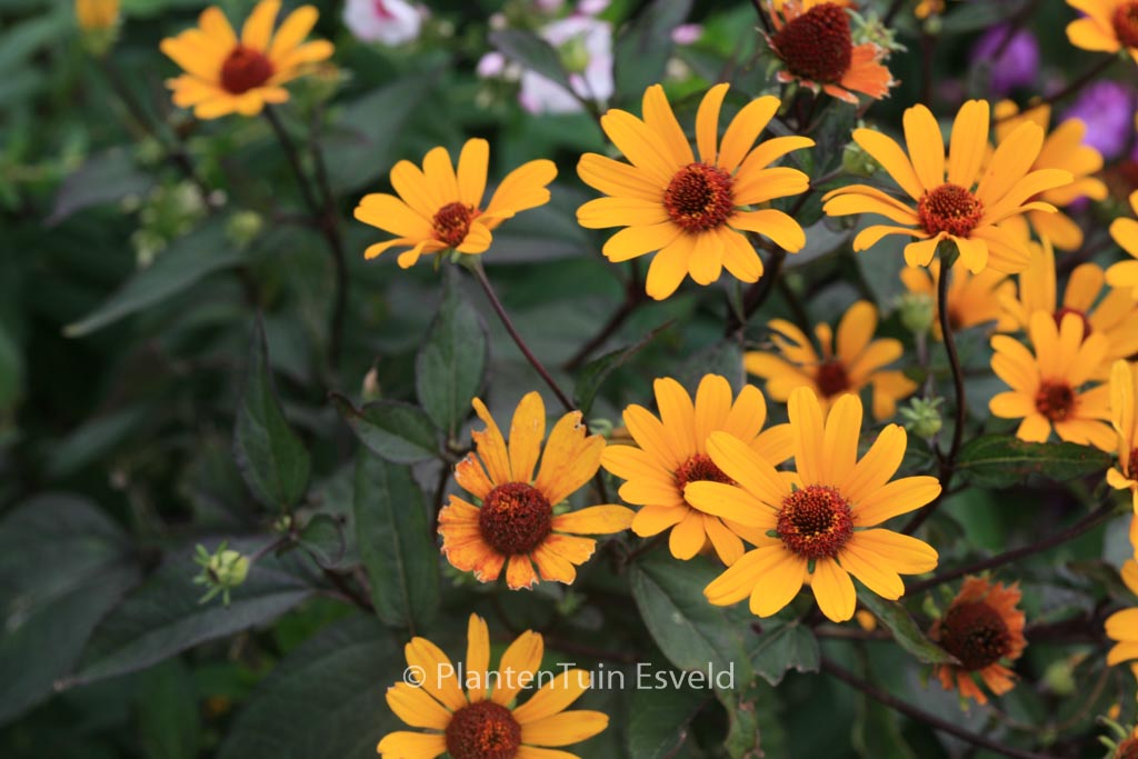 Heliopsis helianthoides 'Summer Nights'