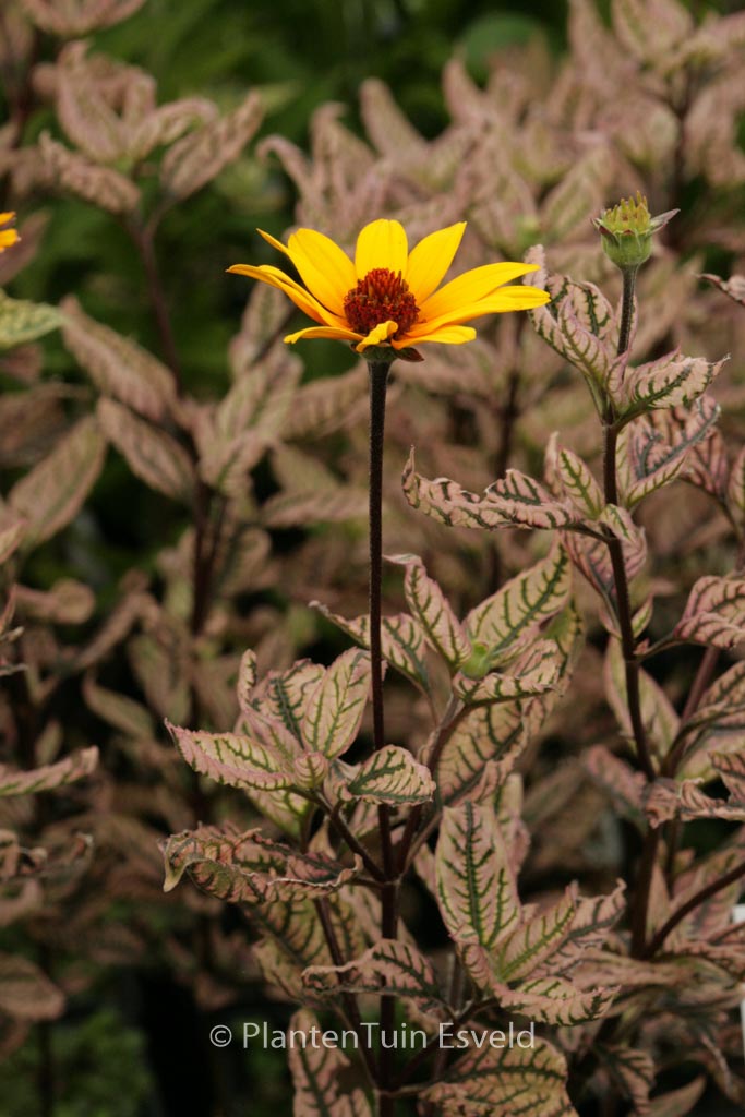 Heliopsis helianthoides 'Summer Pink'
