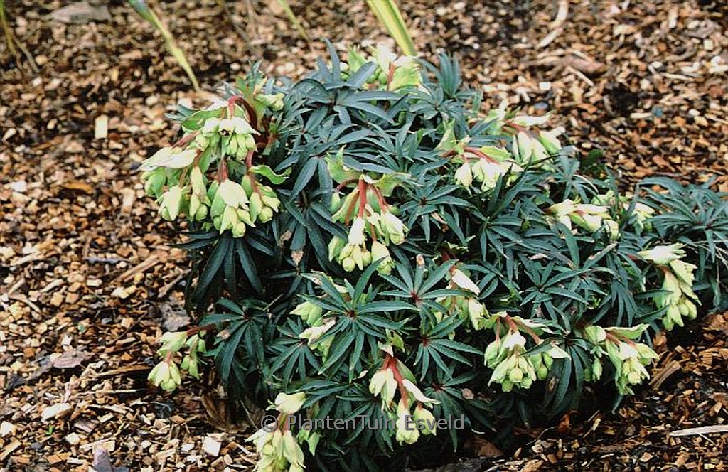 Helleborus foetidus 'Wester Flisk'