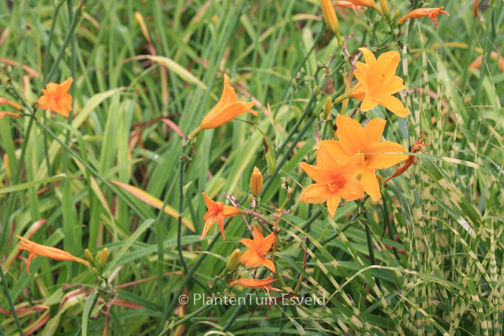 Hemerocallis 'Aten'