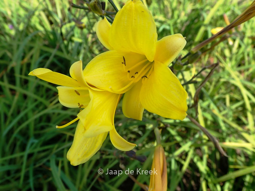 Hemerocallis 'Corky'