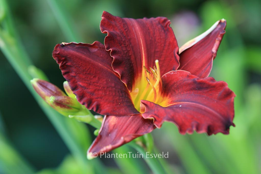 Hemerocallis 'Ed Murray'