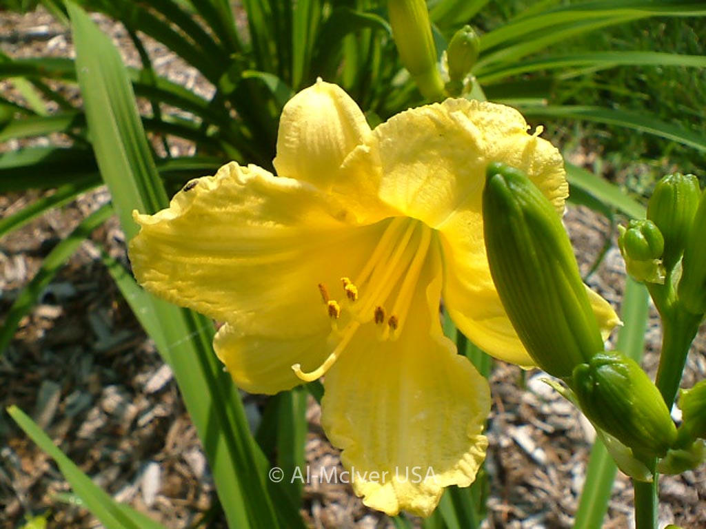 Hemerocallis 'Happy Returns'