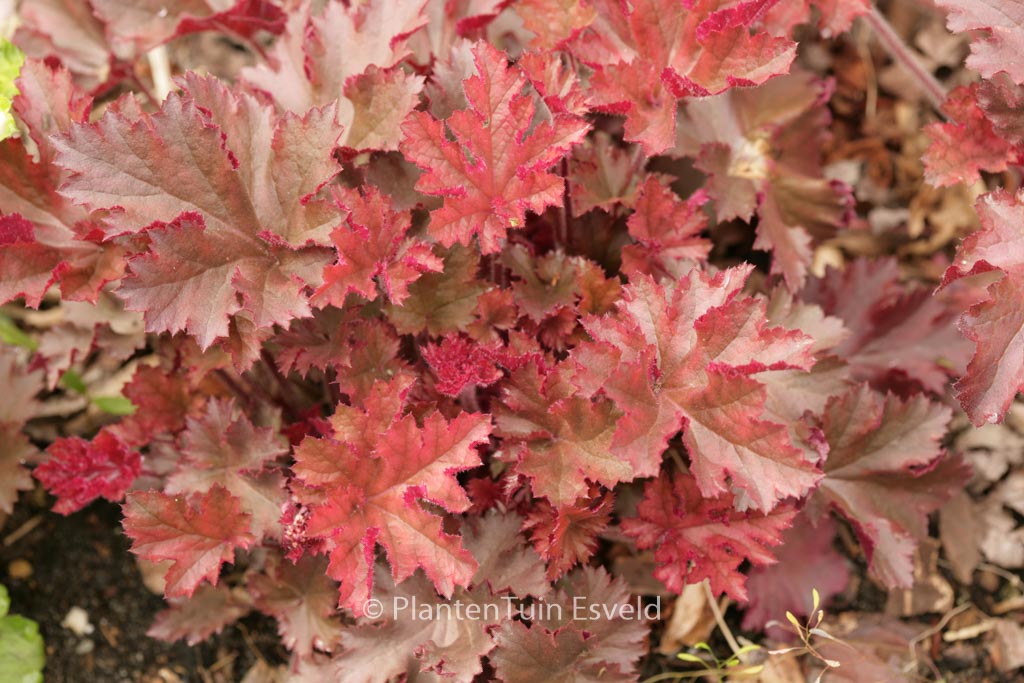 Heuchera 'Melting Fire'