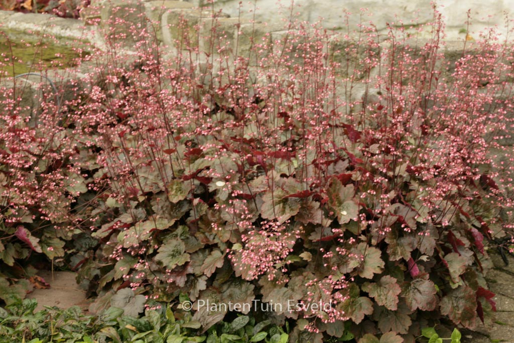 Heuchera 'Rachel'