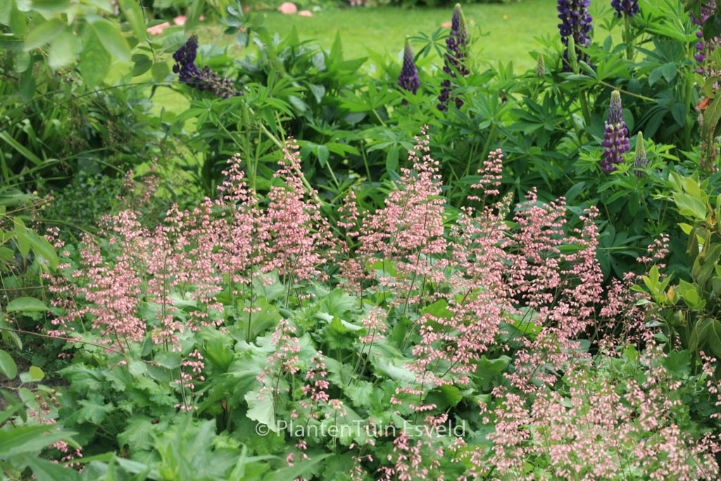Heuchera 'Strawberry Swirl'