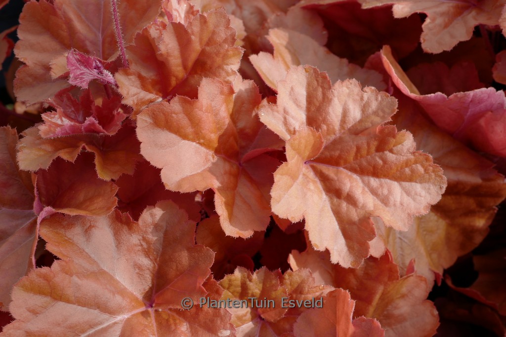 Heuchera 'Timeless Orange'