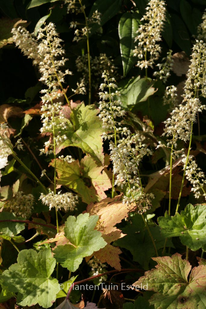 Heuchera villosa 'Chantilly'