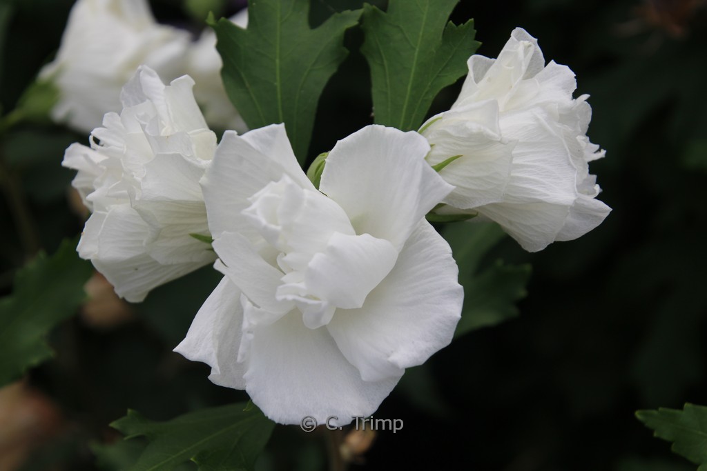 Hibiscus syriacus 'Admiral Dewey'