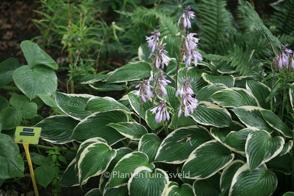 Hosta fortunei 'Francee'