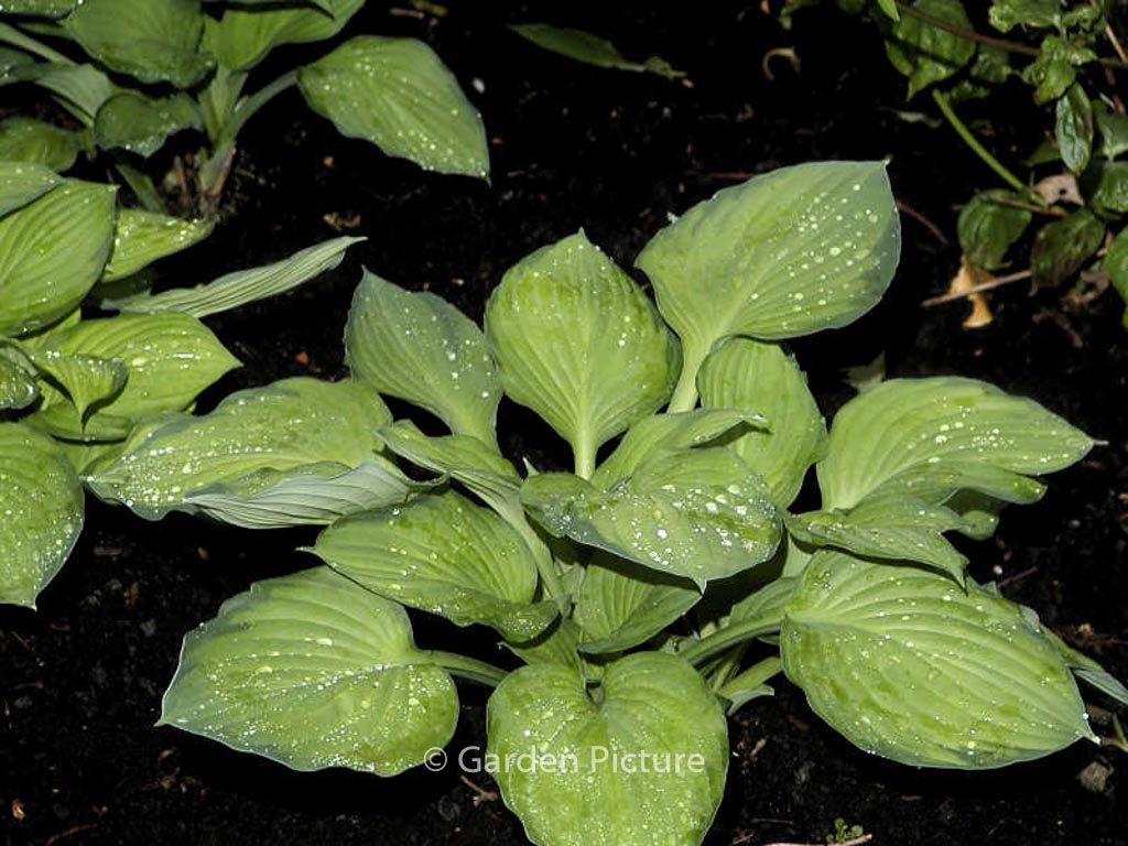 Hosta 'Paul's Glory'