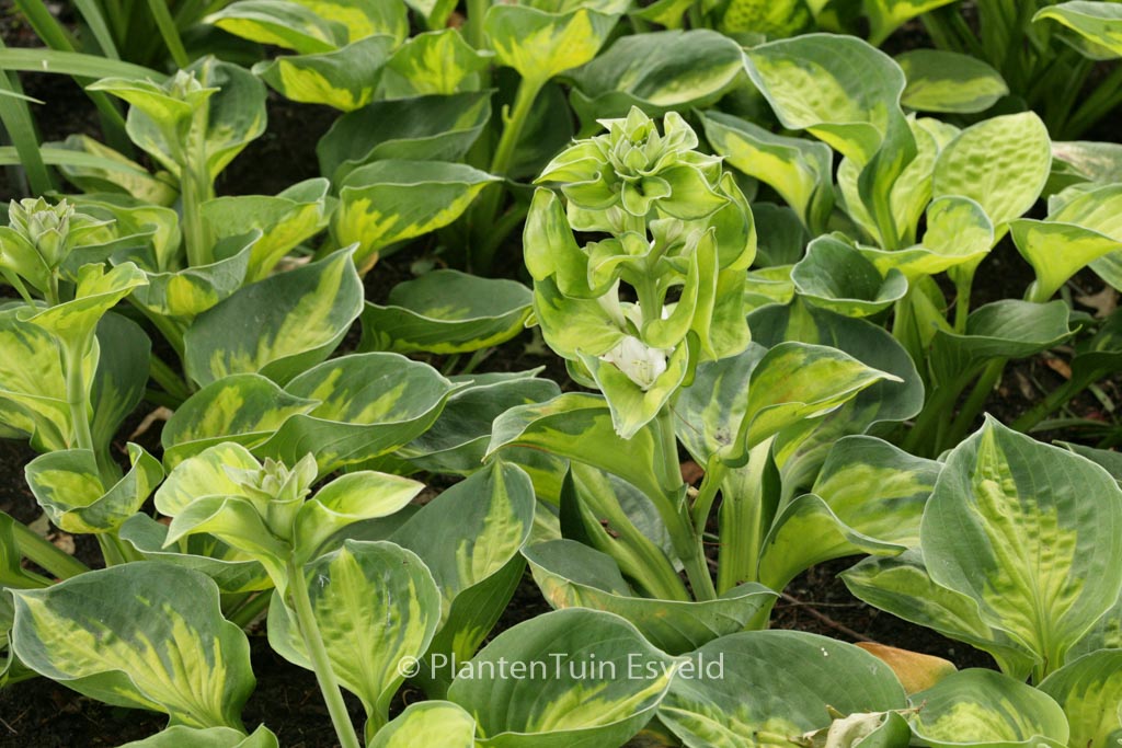 Hosta 'Sunset Grooves'