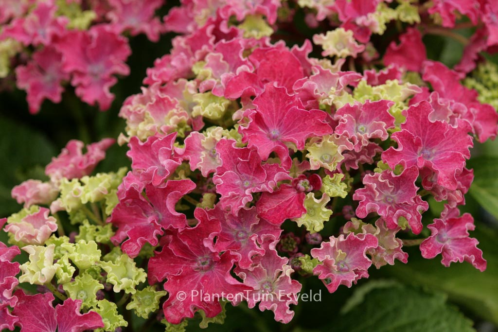 Hydrangea macrophylla 'Cusprp19' (CURLY SPARKLE)