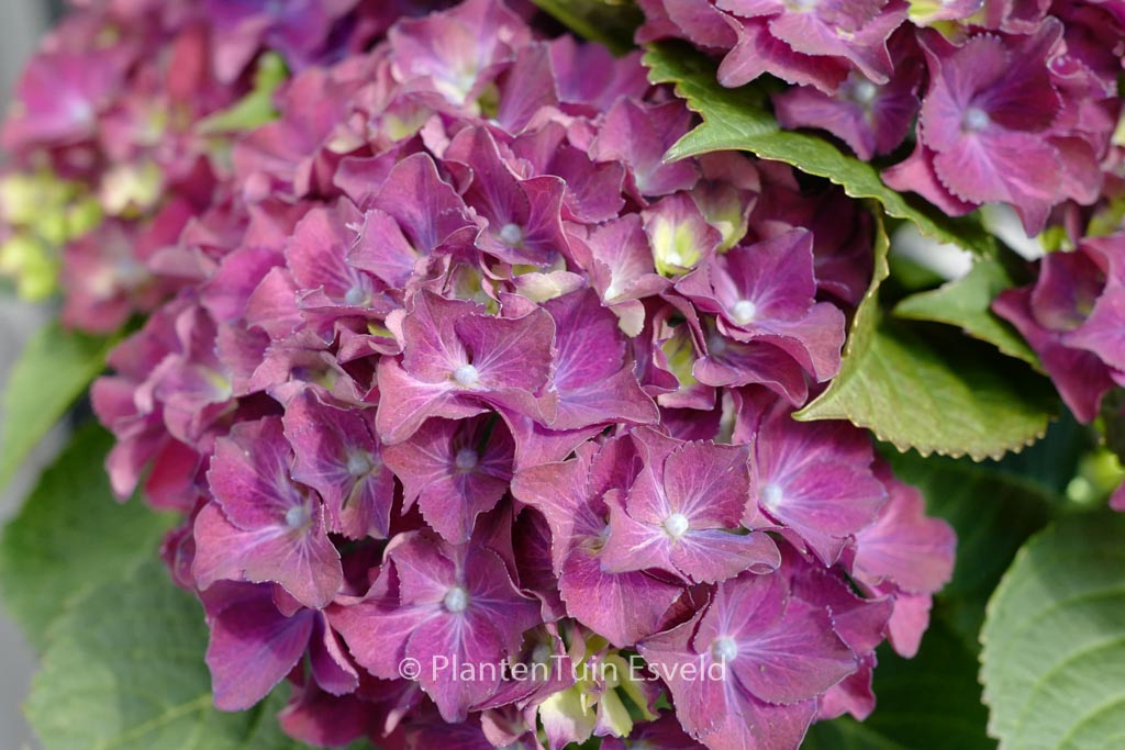 Hydrangea macrophylla 'HBA215911' (SPEEDY RED IMPROVED)