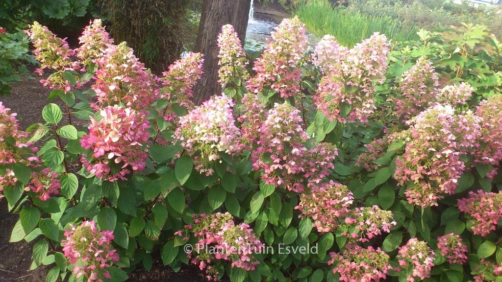 Hydrangea paniculata 'Ruby' (ANGELS BLUSH)
