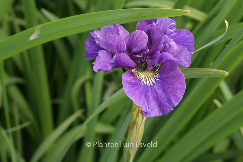 Iris sibirica 'Kaboom'