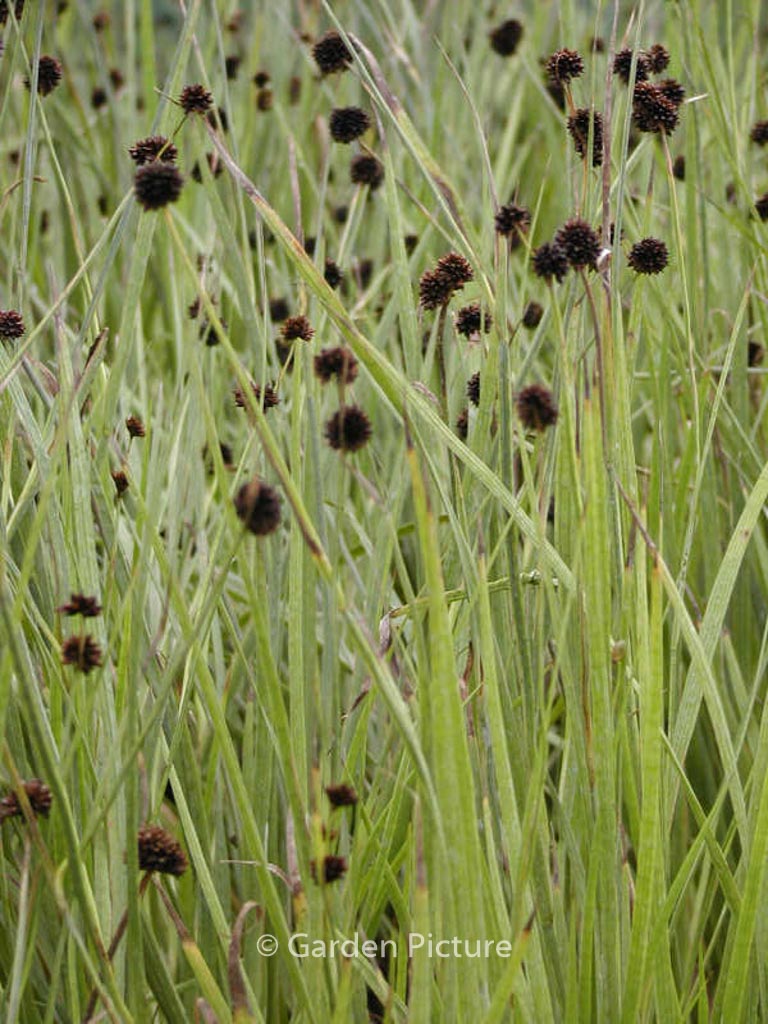 Juncus ensifolius