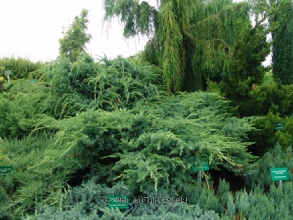 Juniperus squamata 'Hunnetorp'