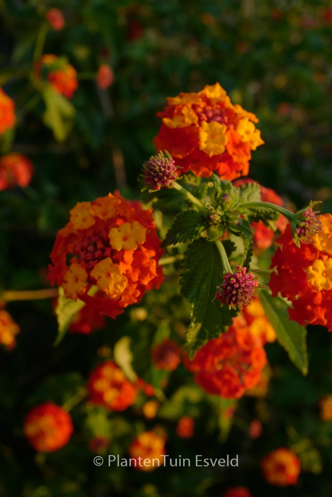 Lantana camara