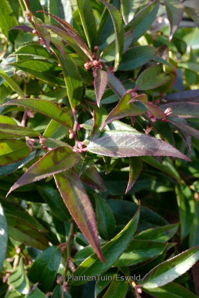 Leucothoe axillaris 'ReJoyce'