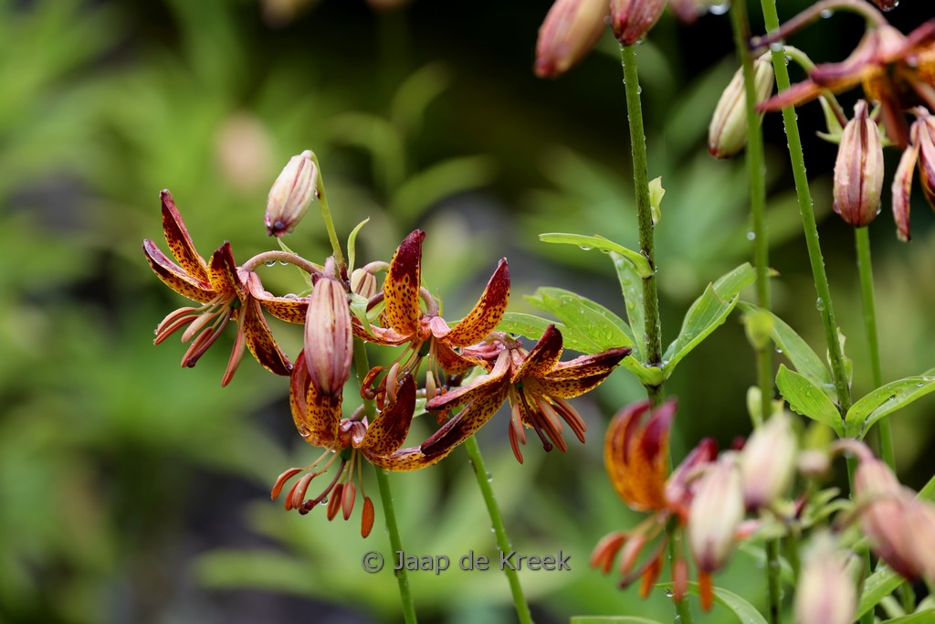 Lilium 'Arabian Night'