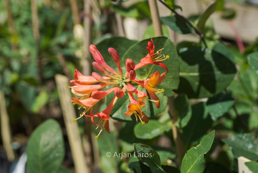 Lonicera brownii 'Celestial'