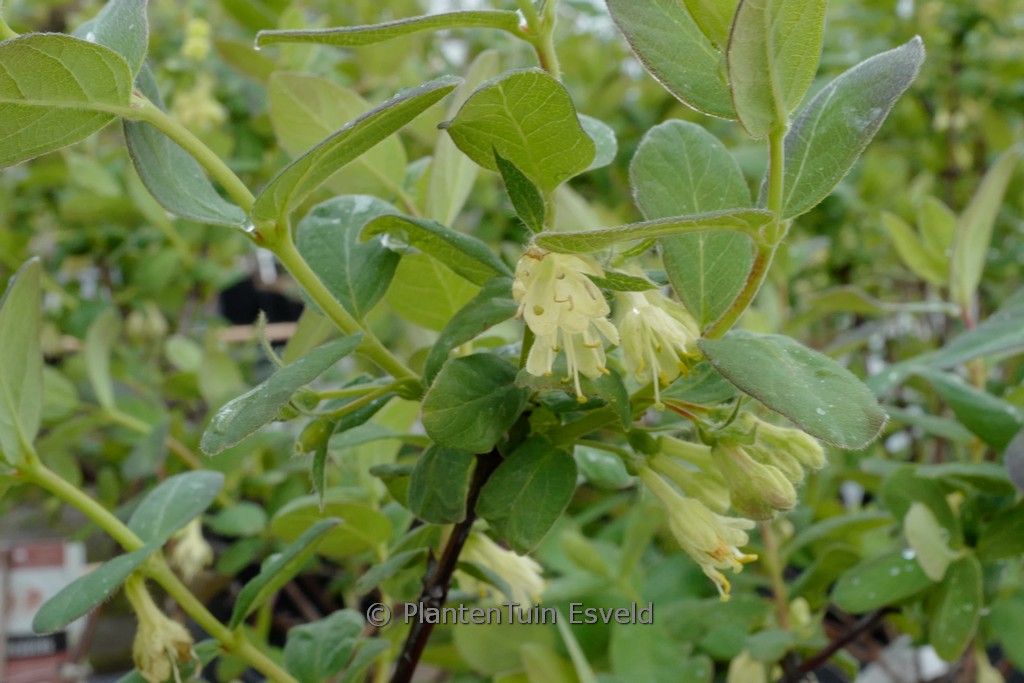Lonicera caerulea 'Sinoglaska'