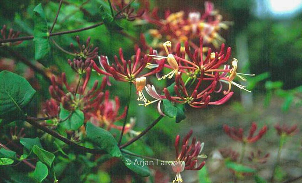 Lonicera etrusca 'Donald Waterer'