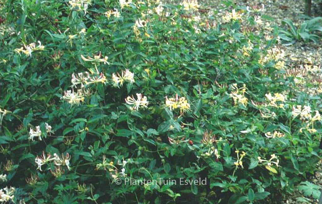 Lonicera periclymenum 'La Gasnerie'