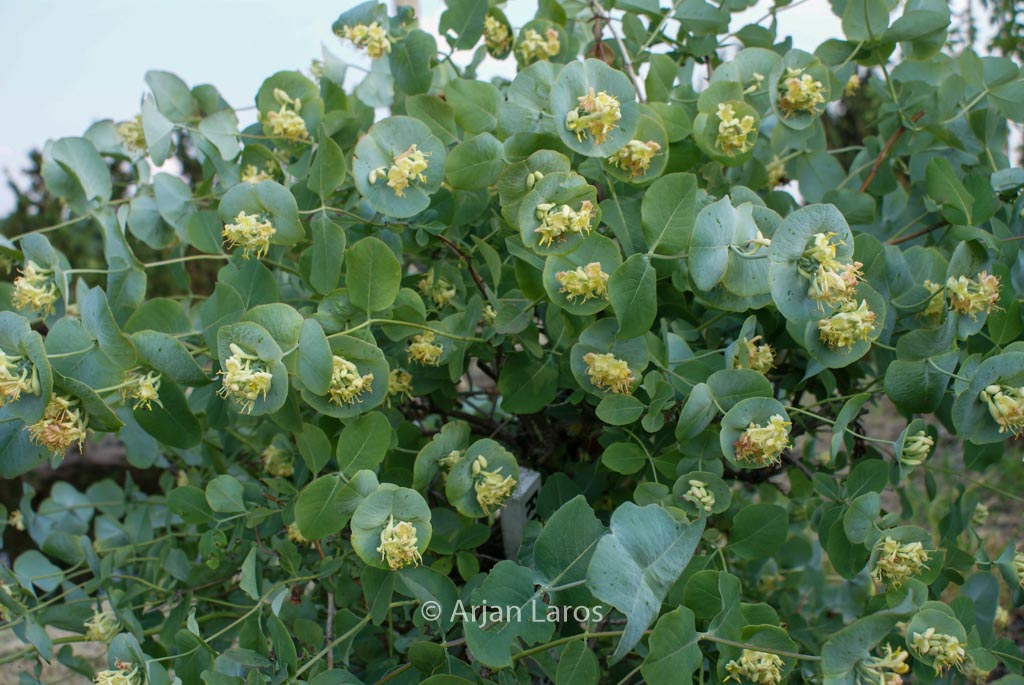 Lonicera reticulata 'Silver'