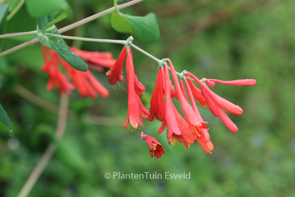 Lonicera sempervirens 'Superba'