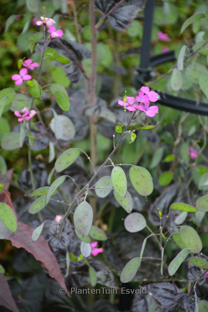 Lunaria annua 'Chedglow'