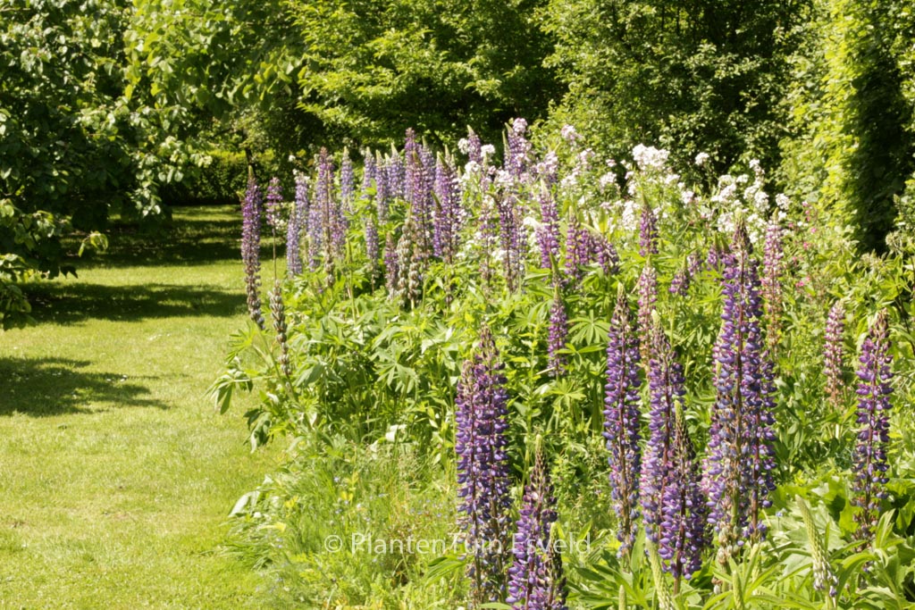 Lupinus 'Camelot Blue'