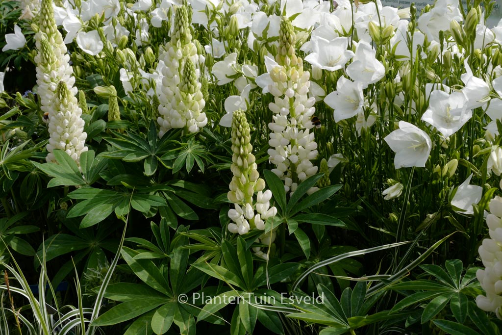Lupinus 'Camelot White'