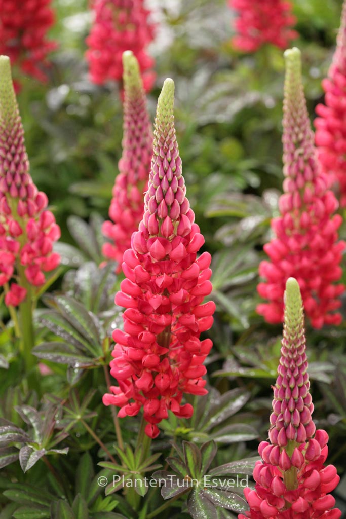 Lupinus 'Red Rum' (WESTCOUNTRY SERIES)