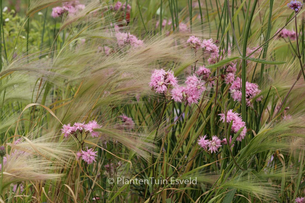 Lychnis flos-cuculi 'Lychjen' (JENNY)