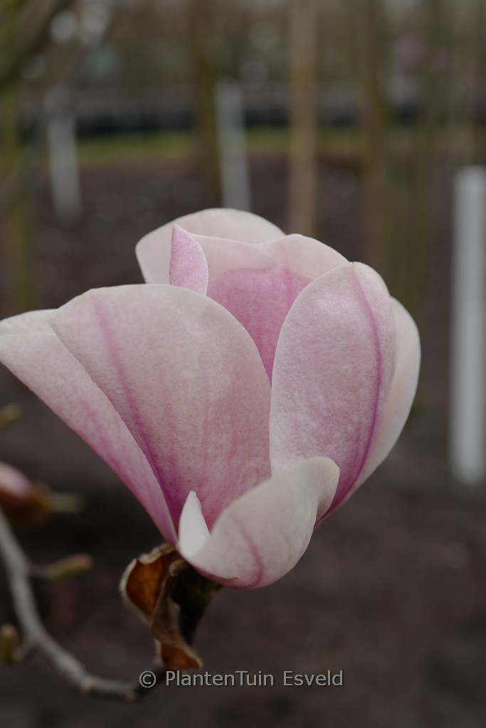 Magnolia 'Galaxy' x 'Leda'