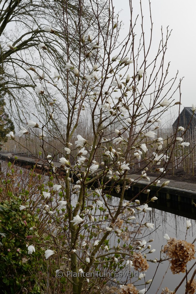 Magnolia kobus 'Maraczi' (ISIS)