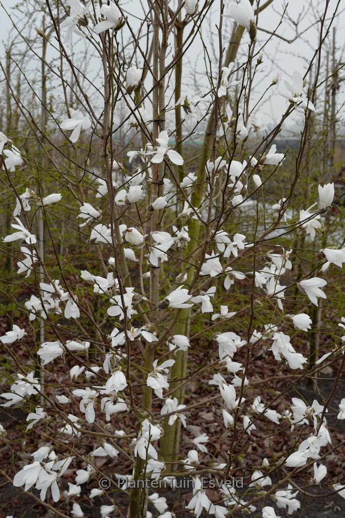 Magnolia proctoriana 'Slavin's Snowy'