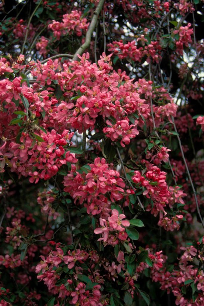 Malus 'Cheal's Weeping'