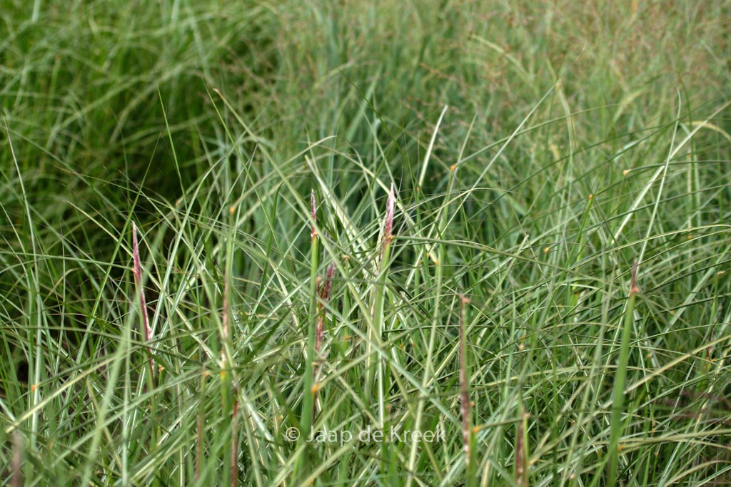 Miscanthus sinensis 'Dread Locks'
